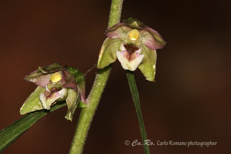 Epipactis da determinare